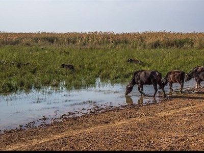 تأمین حقابه هورالعظیم با انتقال آب از کارون و کرخه