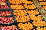 تداوم عرضه سیب و پرتقال تنظیم بازاری