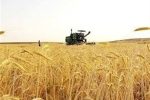 تسهیلات بانکی جدید به گندمکاران پرداخت میشود