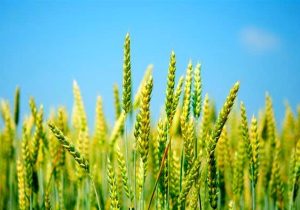 خرید تضمینی گندم از هفته آینده آغاز میشود