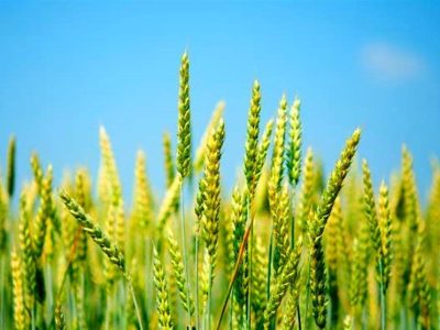 خرید تضمینی گندم از هفته آینده آغاز می‌شود