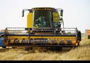 خرید ۴ هزار تن گندم از کشاورزان استان بوشهر