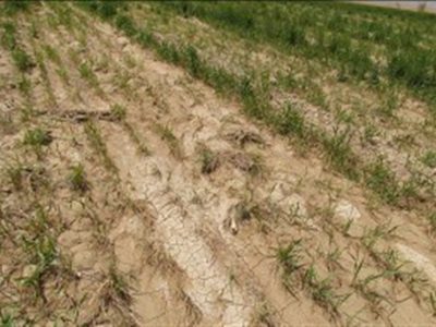 خسارت ۹ همتی به کشاورزی خوزستان در بارندگی‌های اخیر