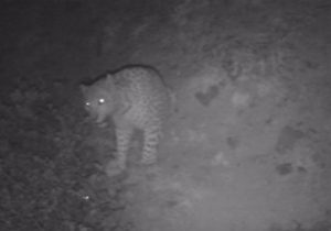 دوربینهای تلهای در رودبار، پلنگ ایرانی را شکار کردند + عکس