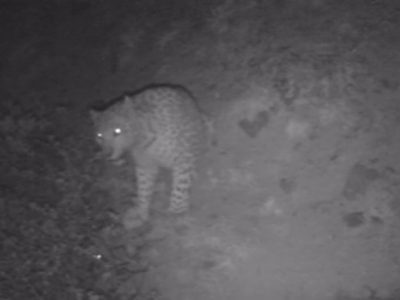 دوربین‌های تله‌ای در رودبار، پلنگ ایرانی را شکار کردند + عکس