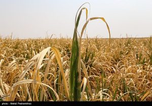 رقابت خاموش در مزارع غلات؛ زنگ خطر علفهای هرز در آذربایجان شرقی
