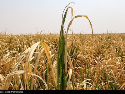 رقابت خاموش در مزارع غلات؛ زنگ خطر علف‌های هرز در آذربایجان شرقی