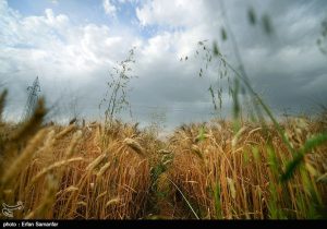 سال متفاوت زراعی در لرستان/ پیش‌بینی رشد ۶۰ درصدی گندم و جو