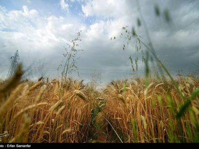 سال متفاوت زراعی در لرستان/ پیش‌بینی رشد ۶۰ درصدی گندم و جو