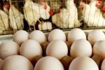 صادرات تخم مرغ ممنوع شد