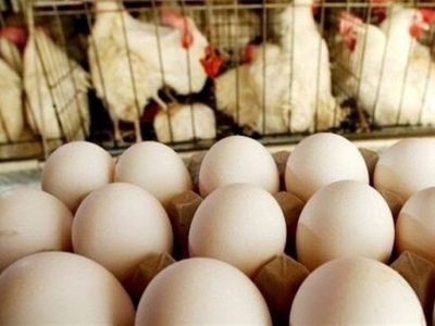 صادرات تخم مرغ ممنوع شد