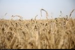 طرح اعتباری گندم برای کاهش فشار مالی گندمکاران اجرا شد