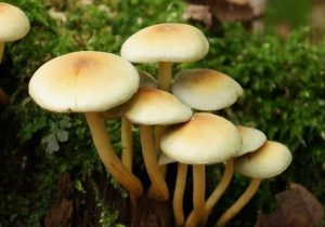 قارچ‌های مرگبار در کمین بهار کردستان؛ ۲۴ نفر مسموم شدند