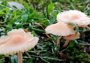 مسمومیت ۲۱ نفر با مصرف قارچ‌های خودرو در کرمانشاه