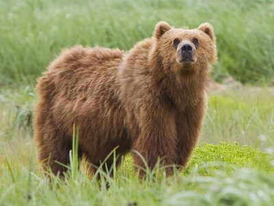 مشاهده خرس قهوه‌ای بعد از ۵۰ سال در زیستگاه‌های استان همدان