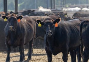 معاملات آتی دام در بازار جهانی به رکورد‌های بی سابقه‌ای رسید