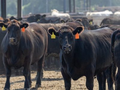 معاملات آتی دام در بازار جهانی به رکورد‌های بی سابقه‌ای رسید