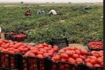 ممنوعیت صادرات گوجه‌فرنگی و افزایش ورودی به میادین میوه خوزستان