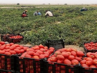 ممنوعیت صادرات گوجه‌فرنگی و افزایش ورودی به میادین میوه خوزستان