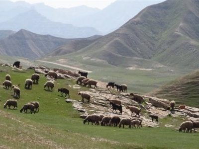 نرخ تعرفه‌های مرتعی در سال ۱۴۰۵ اعلام شد