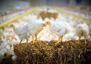 نشانه‌های تعادل در صنعت مرغ از اردیبهشت