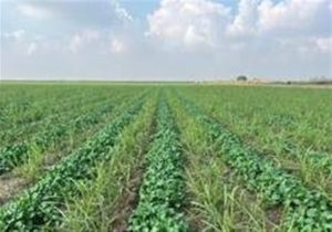 ورود ۱۵ رقم بذر جدید به کشاورزی کشور تا پایان سال