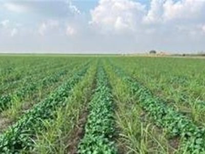 ورود ۱۵ رقم بذر جدید به کشاورزی کشور تا پایان سال