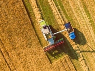 پیش بینی تولید ۱۳ میلیون تن گندم در سال جاری