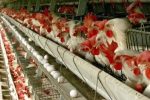 چرا مصرف کننده در تله قیمت‌گذاری تولید مرغ قرار دارد؟
