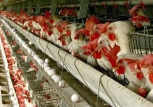 چرا مصرف کننده در تله قیمت‌گذاری تولید مرغ قرار دارد؟