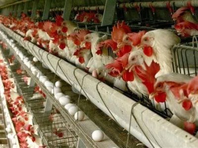 چرا مصرف کننده در تله قیمت‌گذاری تولید مرغ قرار دارد؟