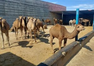 گزارش|جهش شترداری در شاهرود؛ استفاده بهینه از اقلیم خشک و مراتع فقیر