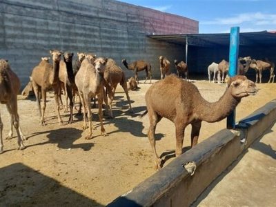 گزارش|جهش شترداری در شاهرود؛ استفاده بهینه از اقلیم خشک و مراتع فقیر