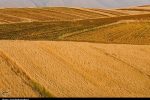 اعلام نرخ ۴۹۵۰۰ تومانی برای گندم/  آغاز برداشت در مناطق جنوبی لرستان