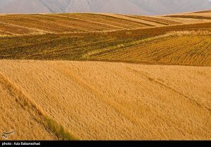 اعلام نرخ ۴۹۵۰۰ تومانی برای گندم/  آغاز برداشت در مناطق جنوبی لرستان