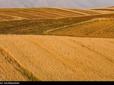 اعلام نرخ ۴۹۵۰۰ تومانی برای گندم/  آغاز برداشت در مناطق جنوبی لرستان