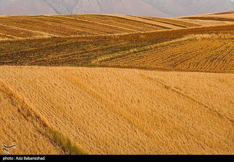 اعلام نرخ 49500 تومانی برای گندم/ آغاز برداشت در مناطق جنوبی لرستان اعلام نرخ ۴۹۵۰۰ تومانی برای گندم/ آغاز برداشت در مناطق جنوبی لرستان