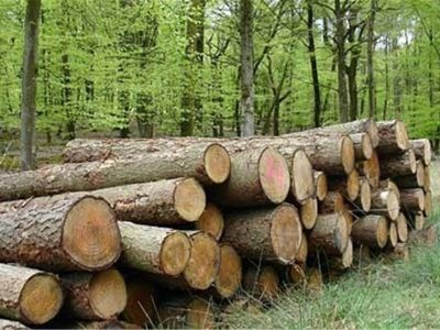 تخصیص پساب برای زراعت چوب در مناطق مستعد