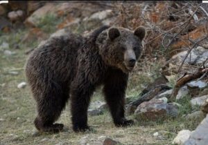 جزئیات هولناک از مرگ مرد چالوسی به علت حمله خرس