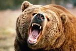 حمله خرس در مرزنآباد یک کشته برجا گذاشت