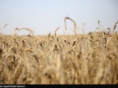 دلالان در کمین گندم طلایی گلستان
