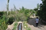 رقص شکوفه‌ها در «نوغاب»؛ روایت تسنیم از بیداری طبیعت پس از خشکسالی