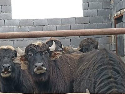 روایت احیای گاومیشداری در شمال/ بازگشت غولهای آرام به میانکاله