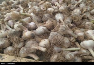 روستایی که با سیر نفس می‌کشد؛ «اَتو» و داستان یک برند موفق