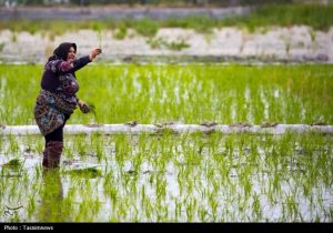 زنگ خطر برای برنج ایرانی/ روایت تلخ شالیکارانی که برای بقا می‌جنگند
