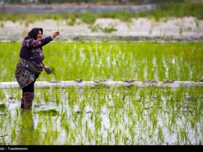زنگ خطر برای برنج ایرانی/ روایت تلخ شالیکارانی که برای بقا می‌جنگند