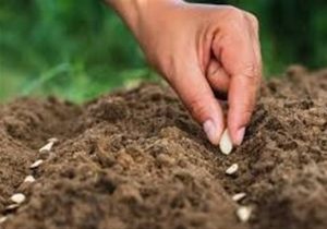 سالانه ۱۰۰ میلیون دلار پای بذرهای وارداتی ریخته می‌شود