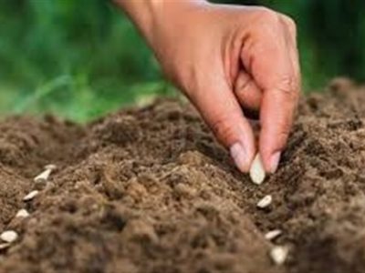 سالانه ۱۰۰ میلیون دلار پای بذرهای وارداتی ریخته می‌شود