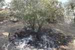 لرستان در آستانه تابستانی پرخطر؛ آتش و خشک‌سالی دوگانه مرگبار زاگرس