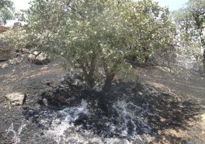 لرستان در آستانه تابستانی پرخطر؛ آتش و خشک‌سالی دوگانه مرگبار زاگرس